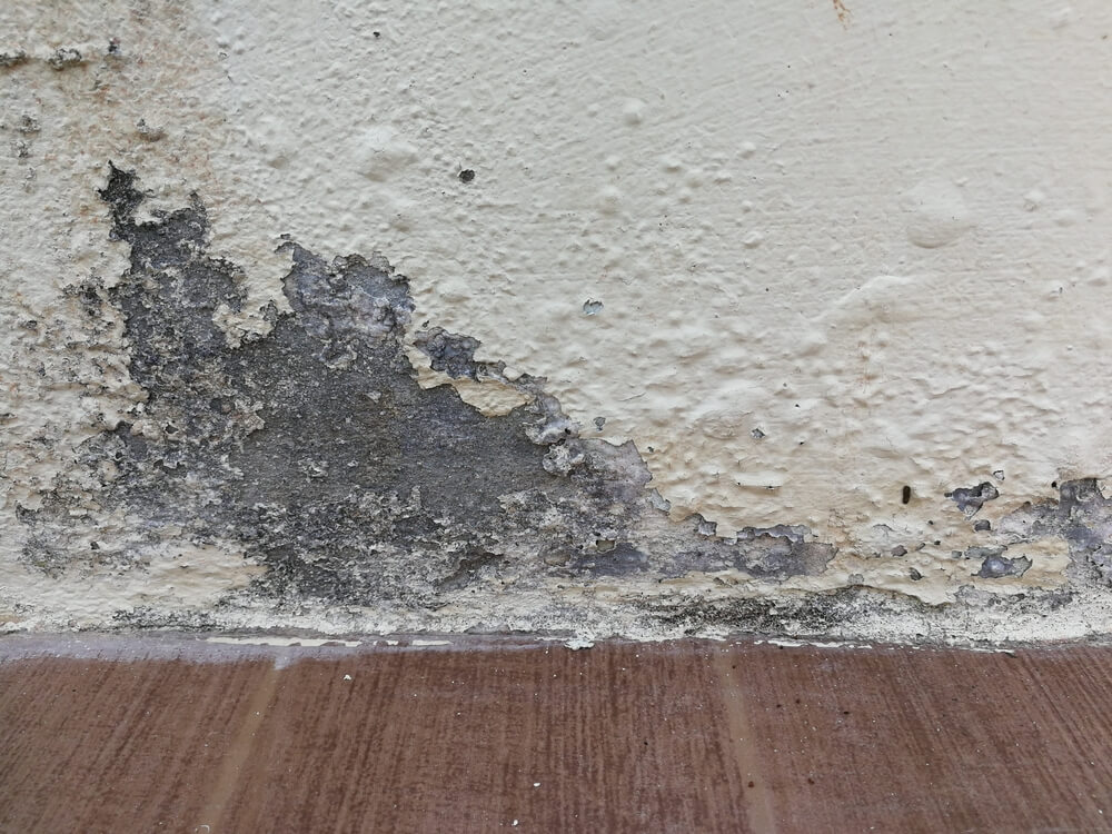 cas-hire-damp-wall-photo